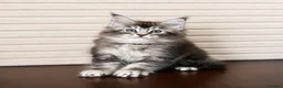 Maine Coon gatos en venta: Gatitas Maine Coon - Anuncio 2