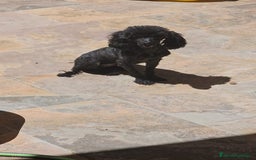 Caniche Toy perros en venta: ⚜️ caniche toy y enano 50 %asiatico ⚜️ - Imagen 7
