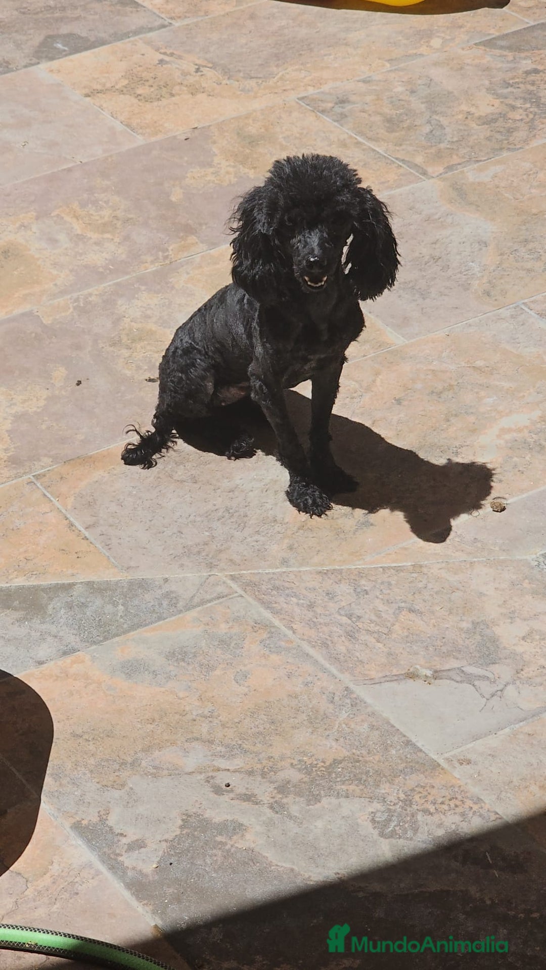 Caniche Toy perros en venta: ⚜️ caniche toy y enano 50 %asiatico ⚜️ - Imagen 7