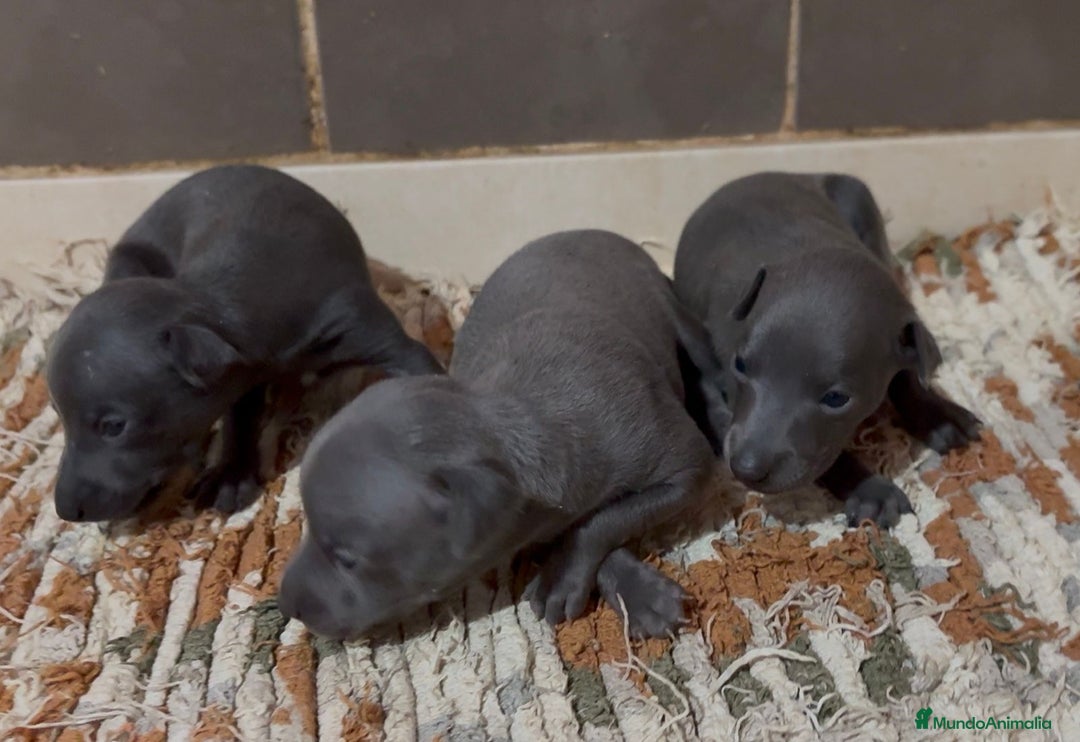 Pequeño Lebrel Italiano perros en venta: Galgo Italiano - Imagen 3