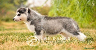 Husky Siberiano perros - Propaganda 13