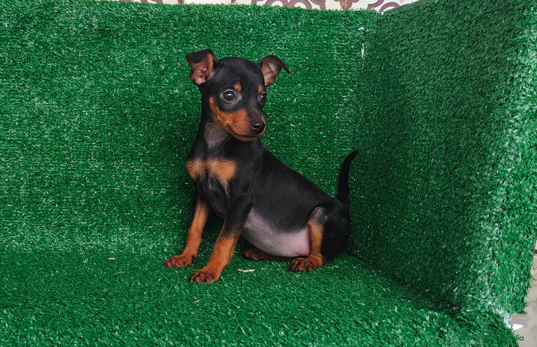 Pinscher Miniatura perros en venta: Pincher miniatura  - Anuncio 2