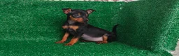 Pinscher Miniatura perros en venta: Pincher miniatura  - Anuncio 2