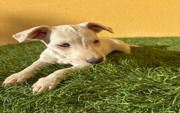 Jack Russell Terrier perros en venta: Hembra Jack Russell Terrier ojo azul pata corta  - Imagen 5