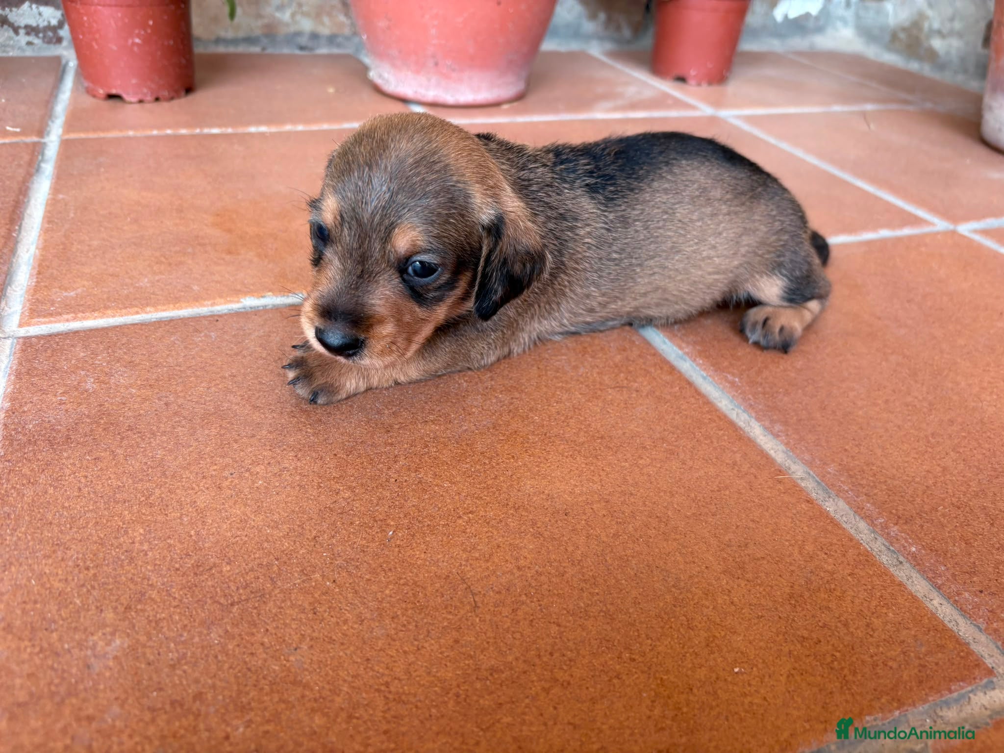 Teckel perros teckel pelo jabali - Anuncio 2
