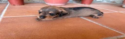 Teckel perros en venta: teckel pelo jabali - Anuncio 1