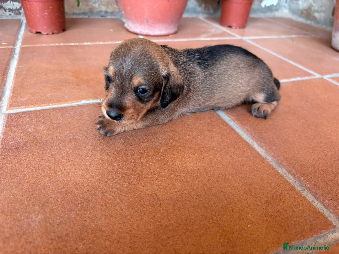 Teckel perros en venta: teckel pelo jabali - Anuncio 1