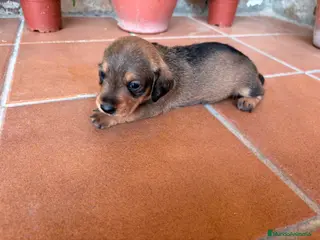 Teckel perros teckel pelo jabali - Anuncio 1