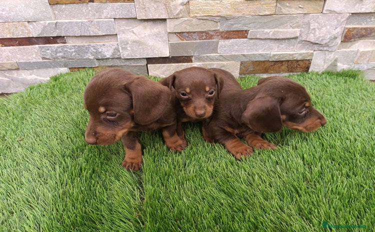 Teckel Miniatura perros en venta - Anuncio 5