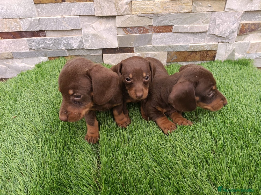 Teckel Miniatura perros en venta: TECKEL MINIATURA CHOCOLATE  - Imagen 1