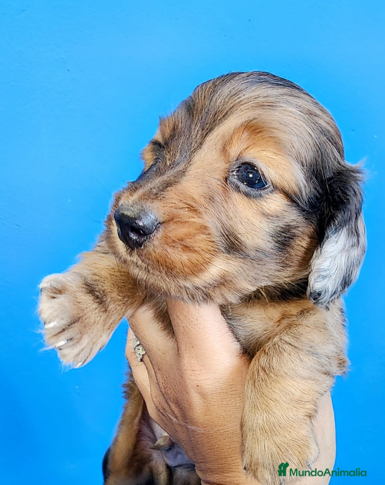 Teckel perros Teckel pelo largo  - Anuncio 2
