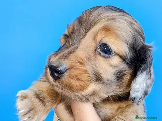 Teckel perros Teckel pelo largo - Anuncio 4