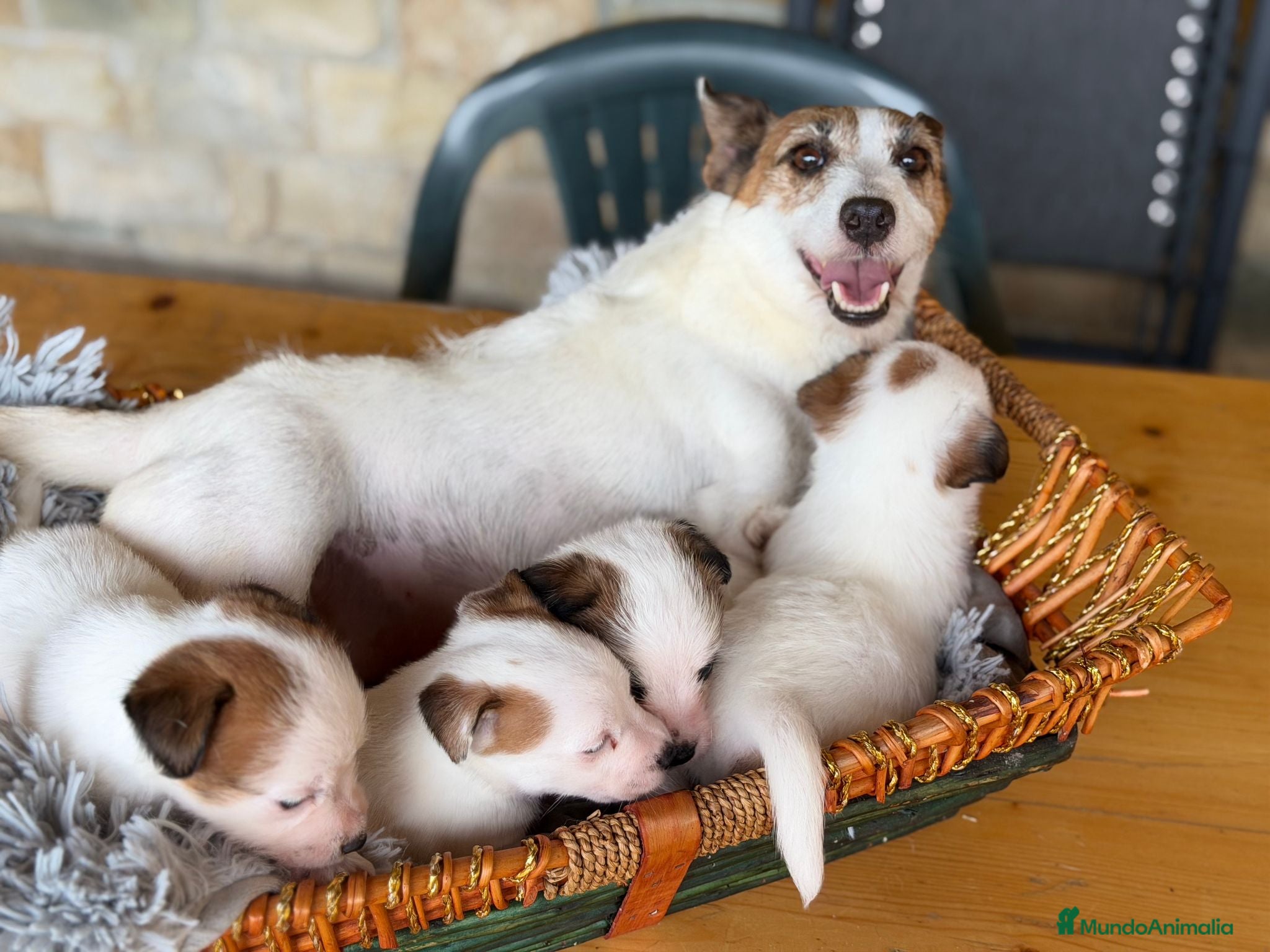 Jack Russell Terrier perros en venta: Cachorros de jack Russell disponibles - Anuncio 1