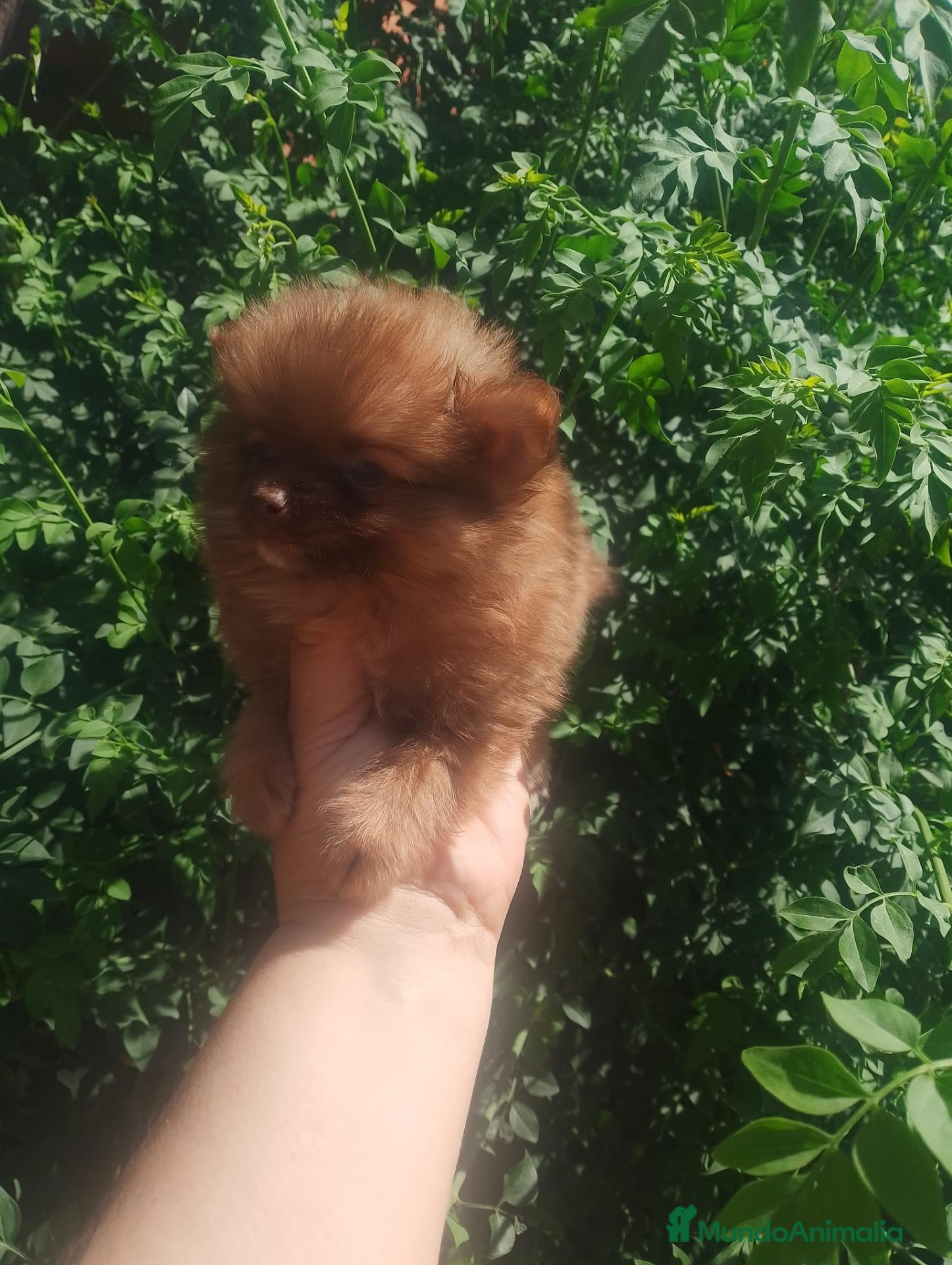 Pomchi perros Camada de pomchi  - Anuncio 2