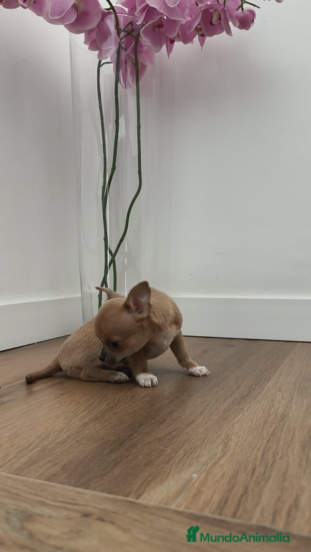 Chihuahua perros en venta: Macho chihuahua guapísimo  - Anuncio 4