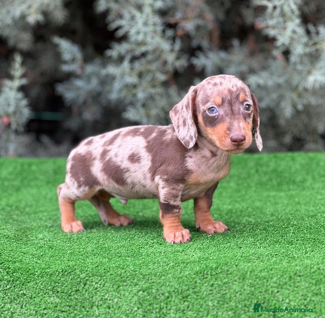 Teckel Miniatura perros en venta: Teckel miniatira - Imagen 4