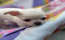 Chihuahua perros en venta: Increíble machito chihuahua tot - Imagen 11
