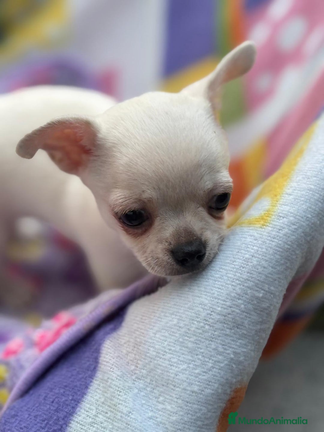 Chihuahua perros en venta: Increíble machito chihuahua tot - Imagen 11