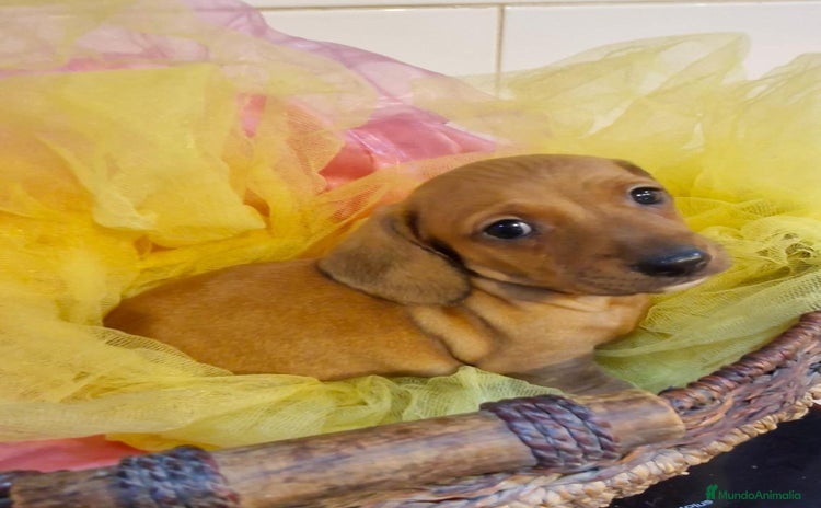 Teckel Miniatura perros - Anuncio 1