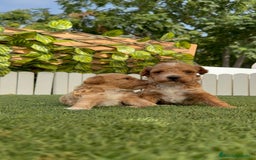 Caniche Toy perros en venta: CANICHE TOY MACHO - Imagen 11