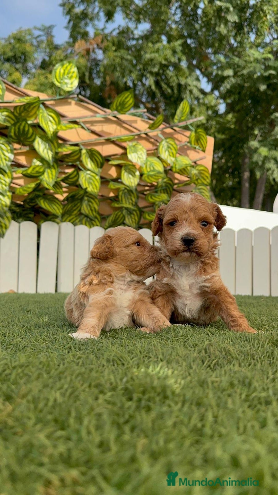 Caniche Toy perros en venta: CANICHE TOY MACHO - Imagen 11