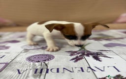 Jack Russell Terrier perros en venta: Jack Russell  - Imagen 17