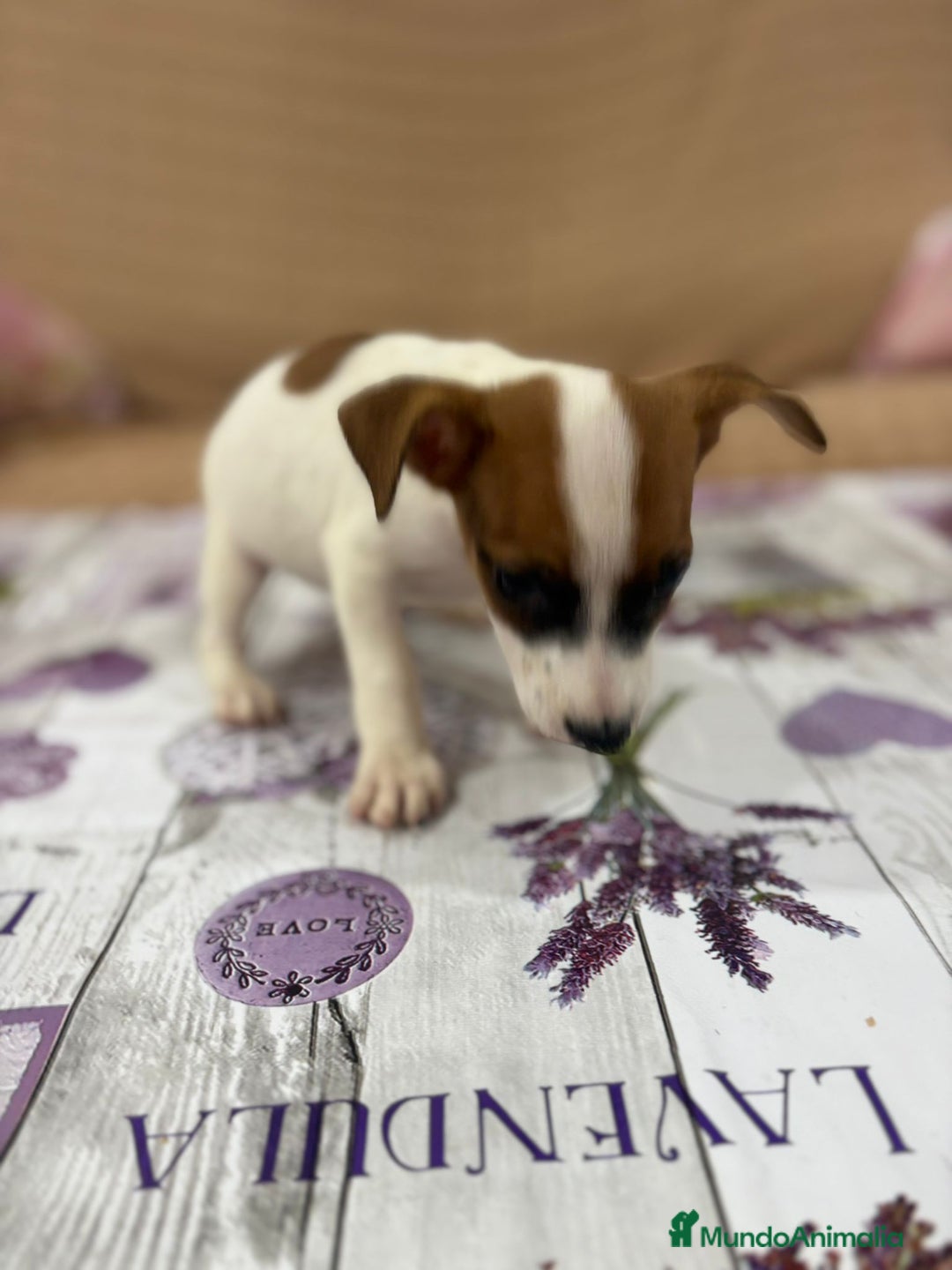 Jack Russell Terrier perros en venta: Jack Russell  - Imagen 17
