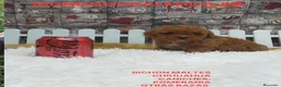 Caniche Toy perros en venta: PRECIOSOS CANICHE  ROJO LINEA TOY  - Anuncio 3