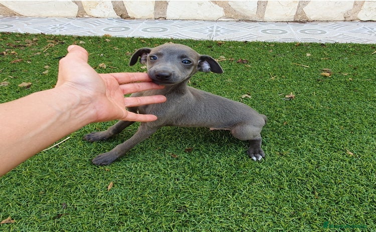Pequeño Lebrel Italiano perros - Anuncio 1