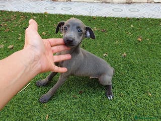Pequeño Lebrel Italiano perros Galgo Italiano Piccolo BLUE macho - Anuncio 4