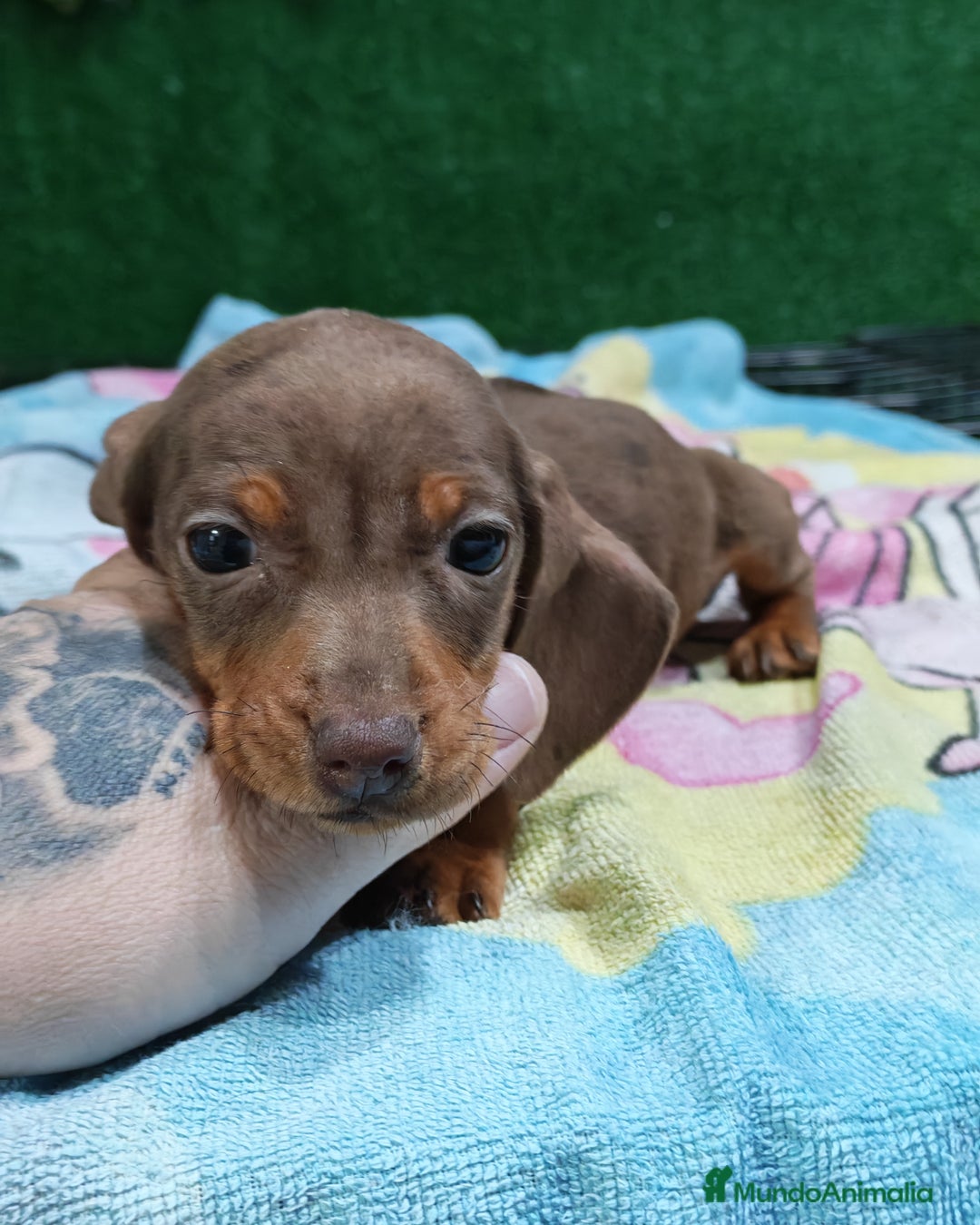 Teckel perros en venta: 🌟Tekel Arlequín y Negros fuego🌟 - Anuncio 5