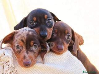 Teckel Miniatura perros Teckel miniatura - Anuncio 1