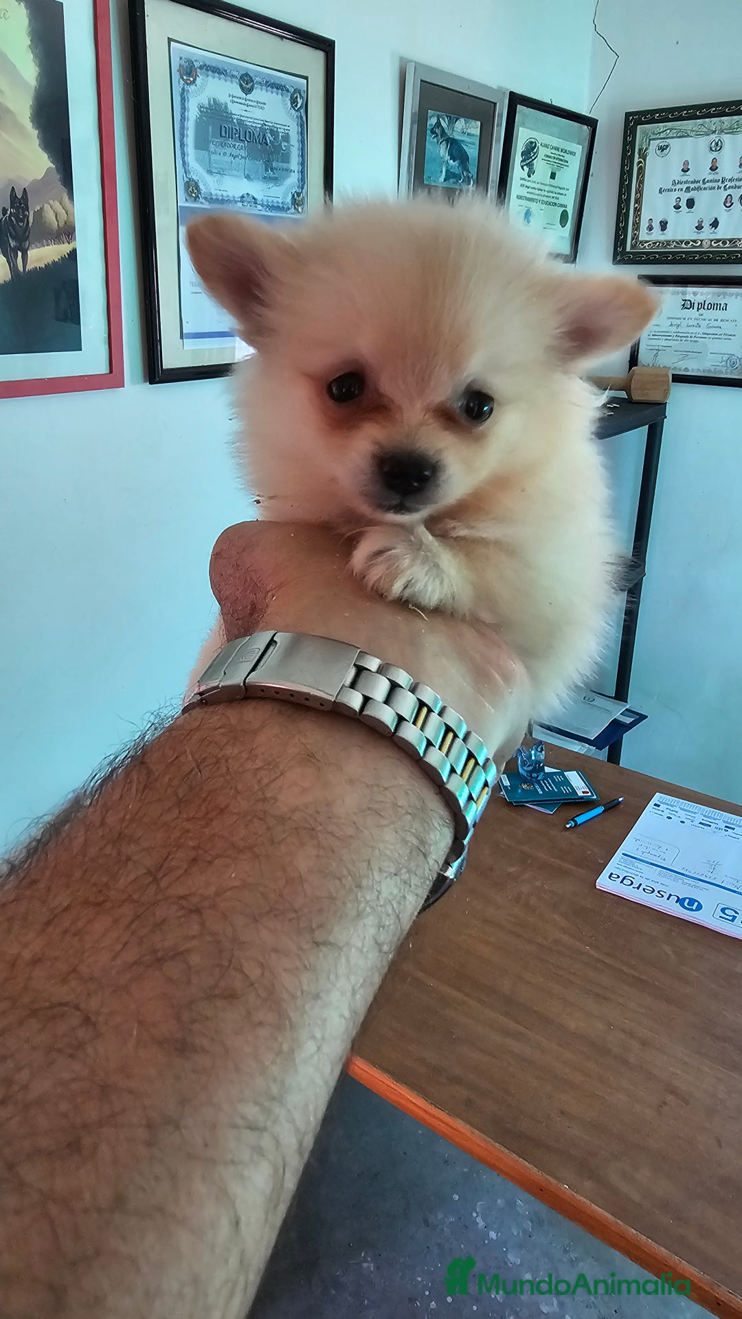 Pomerania perros en venta: Increíble cachorrita Pomerania - Imagen 3