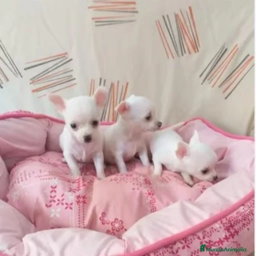 Imagen de galería {{count}}