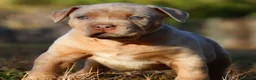 American Bully perros en venta: Cachorros American Bully XL disponibles  - Anuncio 2