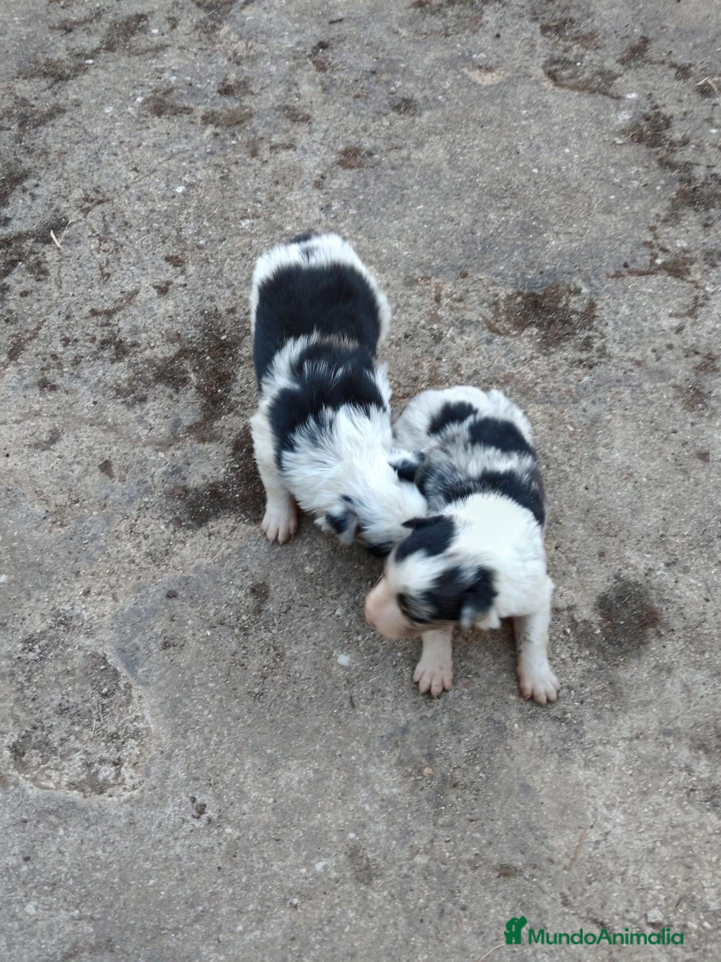 Border Collie perros Cachorros de Border collie  - Anuncio 1