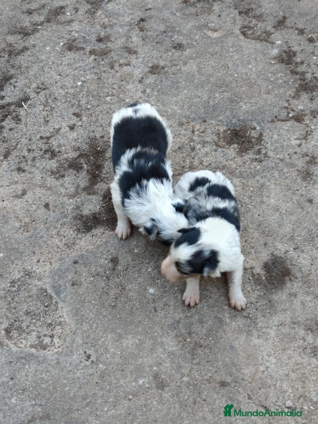 Border Collie perros en venta: Cachorros de Border collie  - Anuncio 1