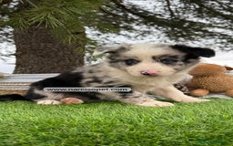 Teckel Miniatura perros en venta: CACHORROS BORDER COLLIE MERLE  - Imagen 1