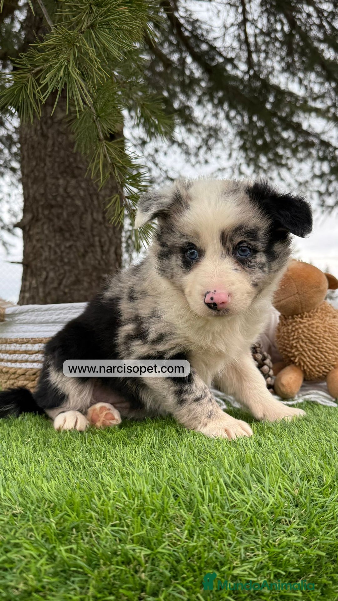 Teckel Miniatura perros en venta: CACHORROS BORDER COLLIE MERLE  - Imagen 1
