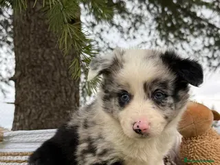 Teckel Miniatura perros CACHORROS BORDER COLLIE MERLE - Anuncio 35