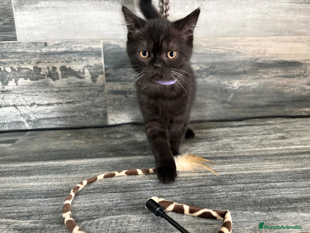 Británico de Pelo Corto gatos en venta: British Shorthair  - Anuncio 2