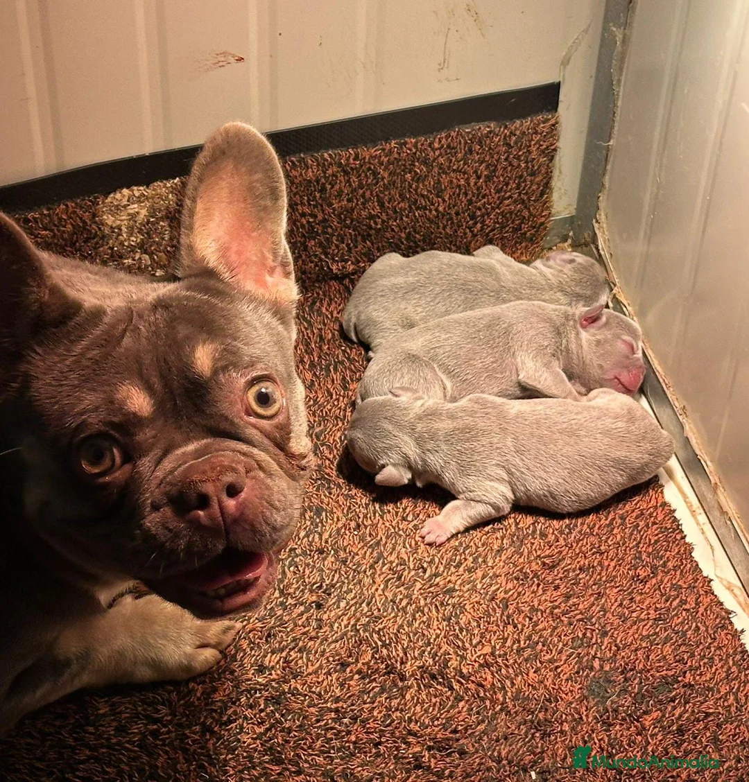 Bulldog Francés perros en venta: BULLDOG FRANCÉS BLUE TAN DISPONIBLES en Barcelona - Anuncio 2