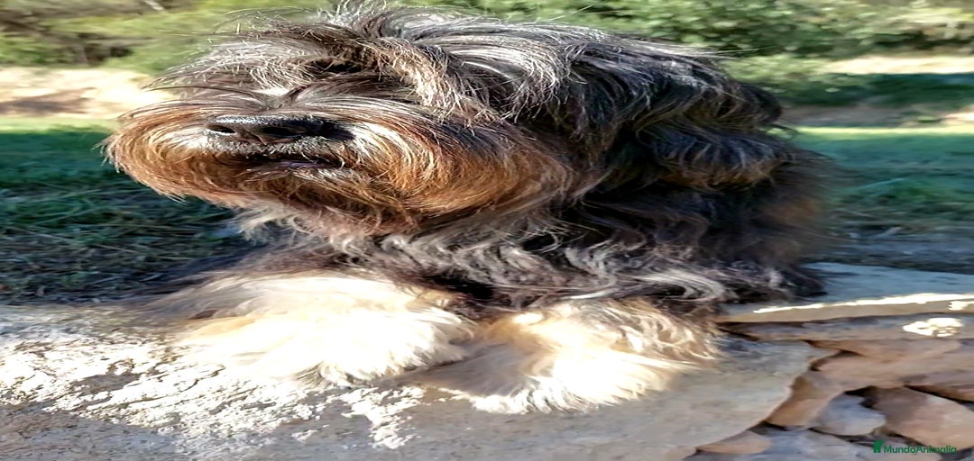 Imagen de galería {{count}}