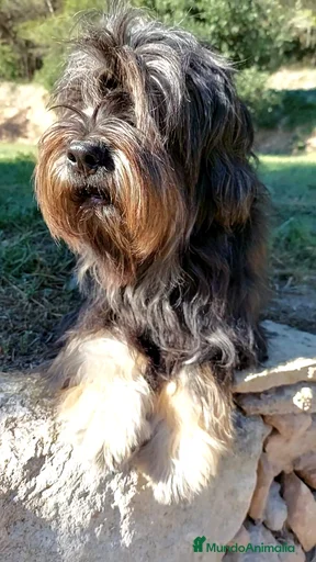 Imagen de galería {{count}}