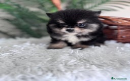 Pomerania perros en venta: POMERANIA HEMBRA - Imagen 6