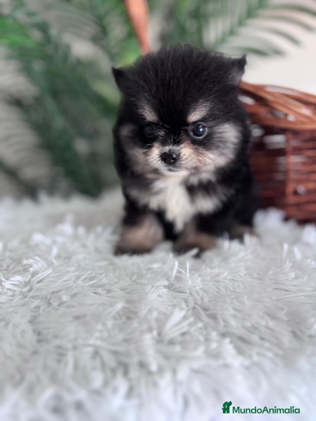 Pomerania perros en venta: POMERANIA HEMBRA - Imagen 6