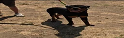 Rottweiler perros en venta: Rottweiler joven 8 meses - Anuncio 4