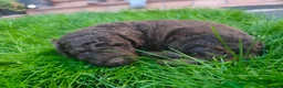 Perro de Agua Español perros en venta: Cachorros perro de agua 🇪🇸 en Salamanca - Anuncio 10