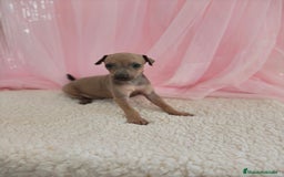 Pequeño Lebrel Italiano perros en venta: Pequeño lebrel Italiano Galgo italiano Piccolo  - Imagen 6