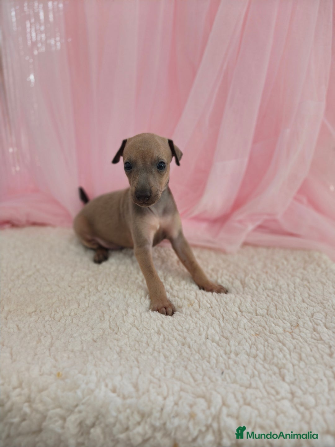 Pequeño Lebrel Italiano perros en venta: Pequeño lebrel Italiano Galgo italiano Piccolo  - Imagen 6